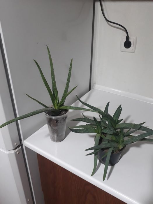 Алое  лікувальне