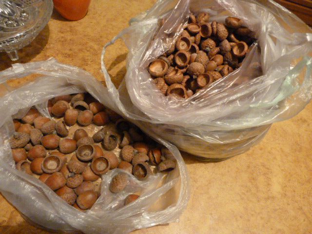 Желуди, плоды, осень 2020