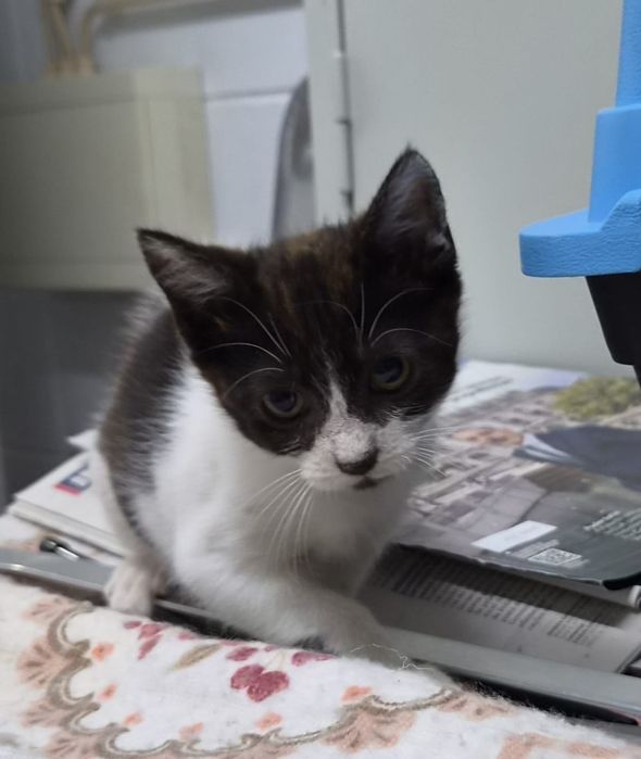 Gato bebé adoção responsável