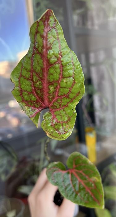 Блек Джек (Циртосперма)