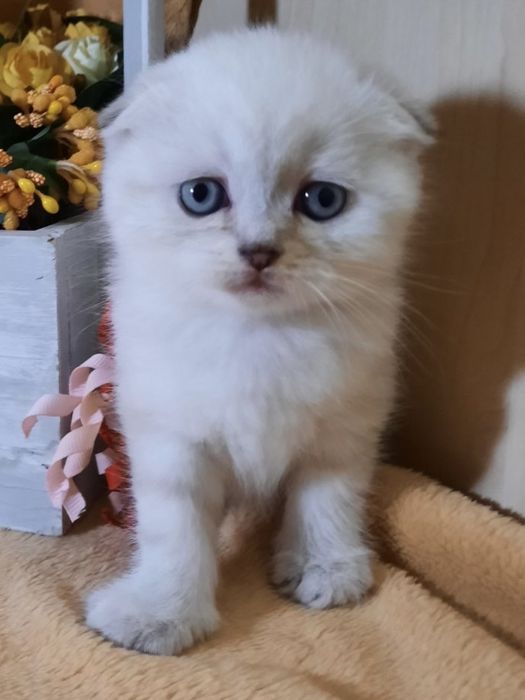 Вязка котов кошек котик кот на шотландского вислоухого кота: 1 000 грн ...