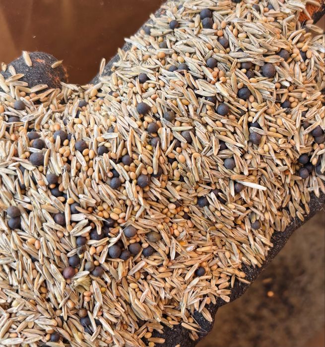 Mieszanki traw koniczyna lucerna gorzowska kupkówka tymotka wysyłka