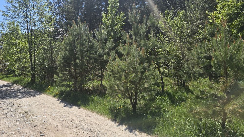 Дениші 17,5 сот. під забудову.(26161757)