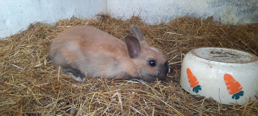Coelhos Anao holandes/netherland dwarf