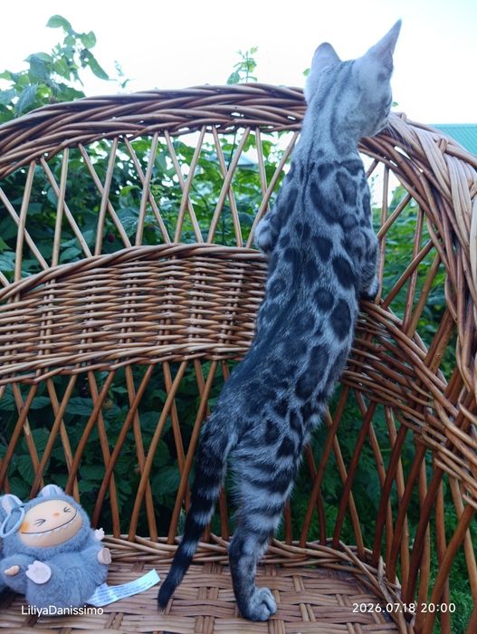Бенгальский котик серебро