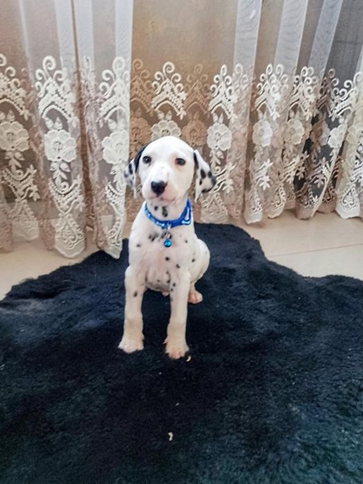 Piesek dalmatyńczyk