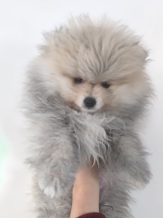 Хлопчик шпіц 3 місяці/обмін на дівчинку