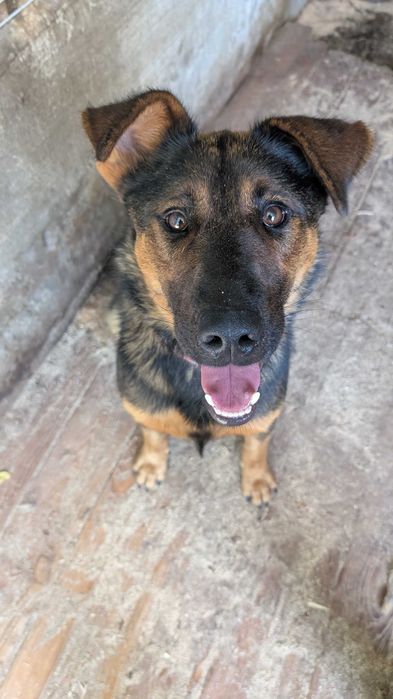 Heniu - młody, duży pies. Schronisko w Radlinie k.Jarocina