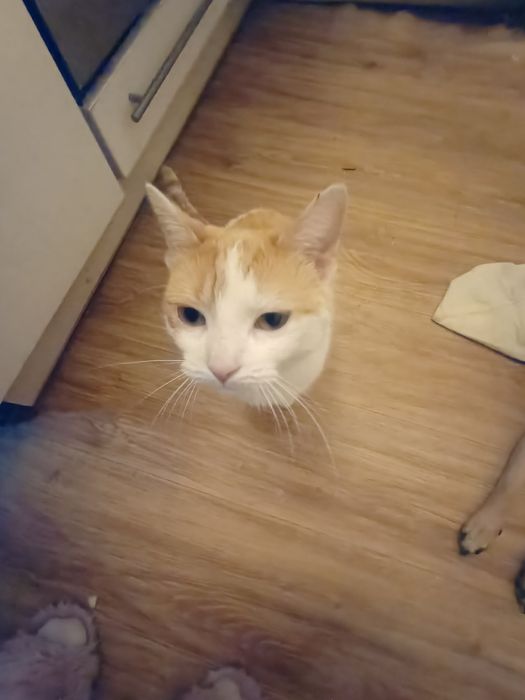 Oddam pilnie w dobre ręce