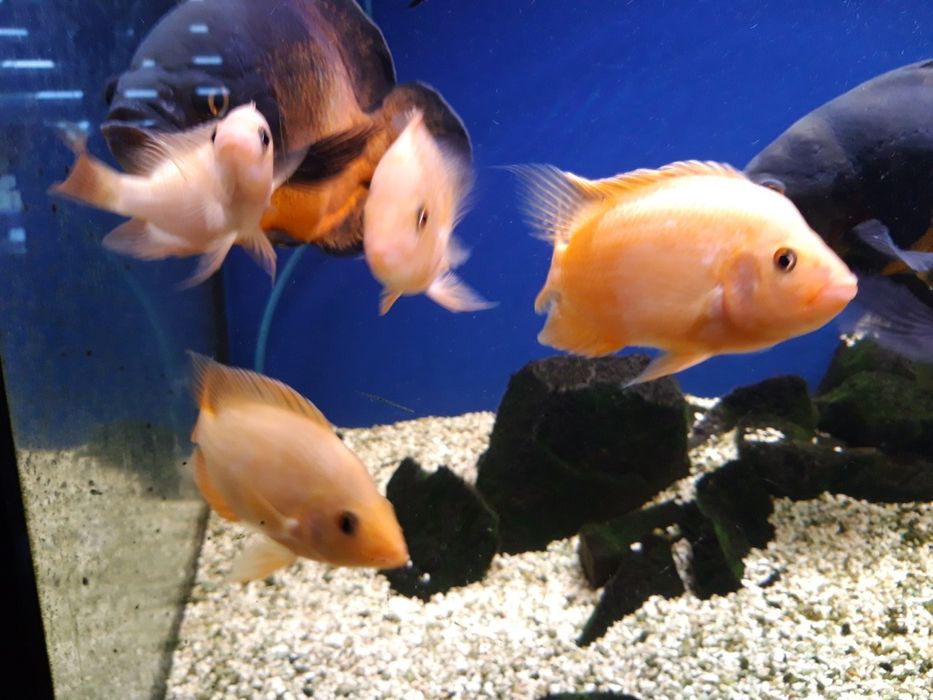 Młode pielęgnice cytrynowe  17-23 cm