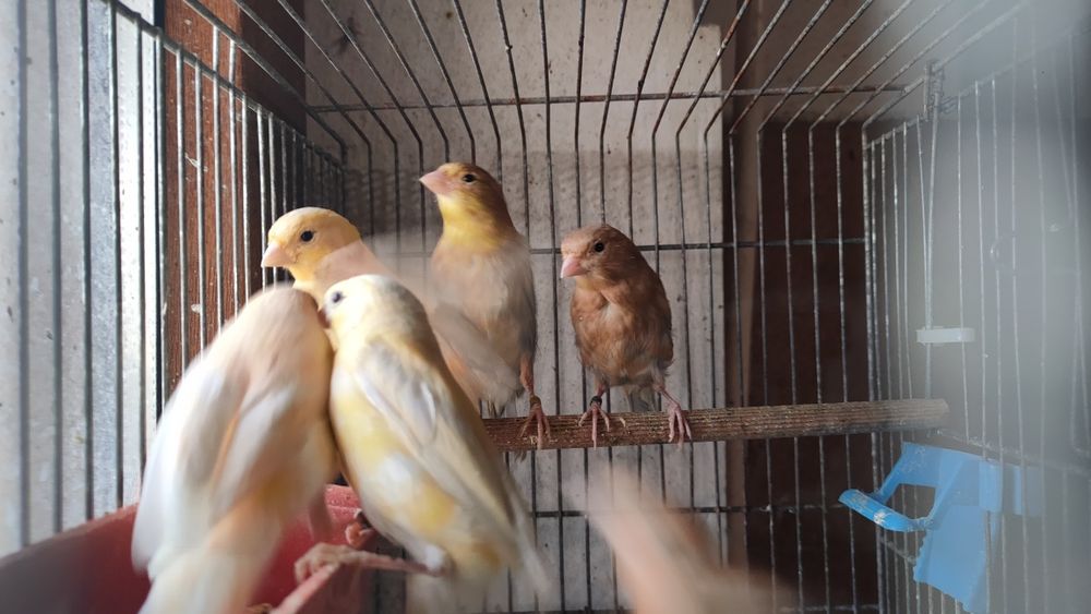 Kanarki samce samice