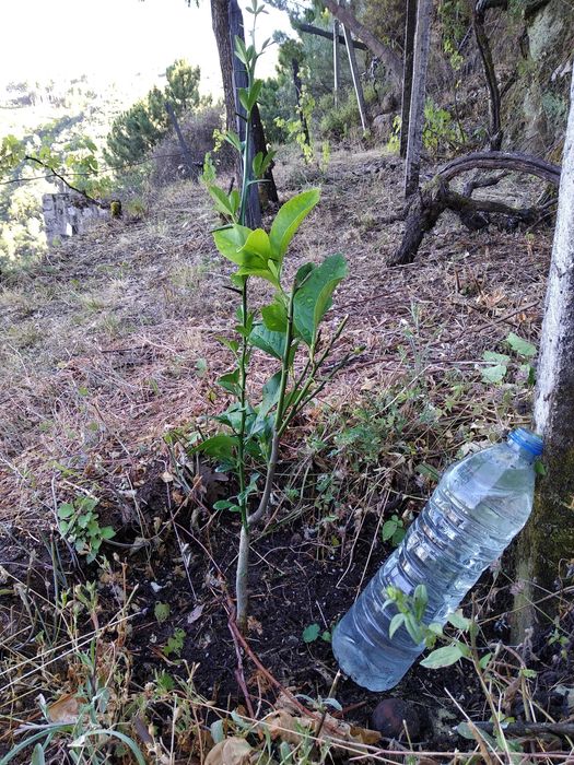 Terreno com 1,2 Hectares e Ruína em Pedra (225m²) – Parada de Cunhos, Vila Real