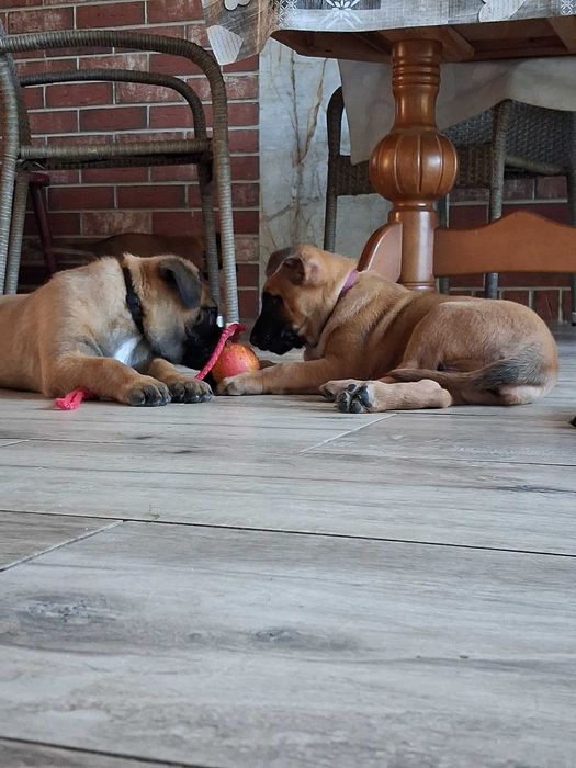 Owczarek Belgijski Malinois