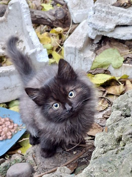 котик, кошеня, кіт