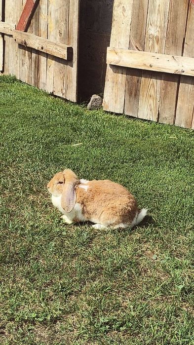 Sprzedam Królika