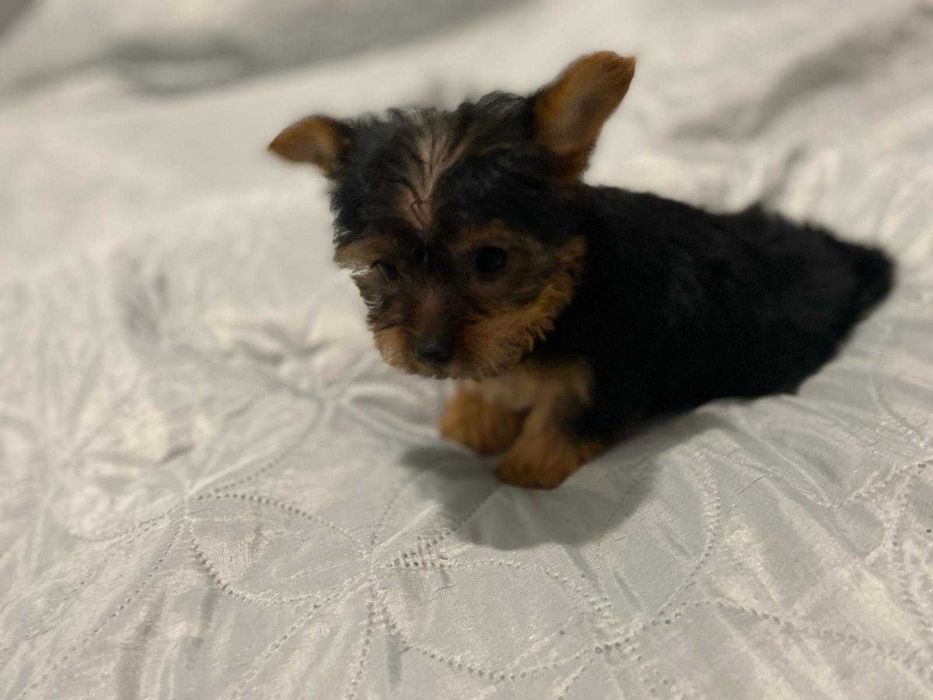 Yorkshire Terrier Fêmea miniatura