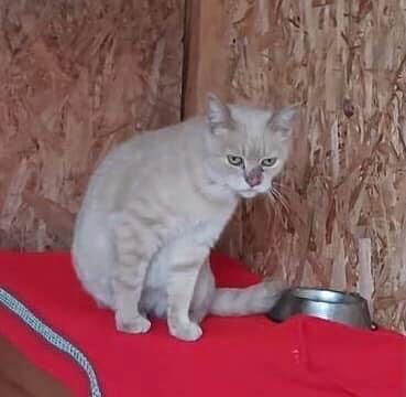 Карамелька шукає дім! 1-1,5 роки. Стерилізована