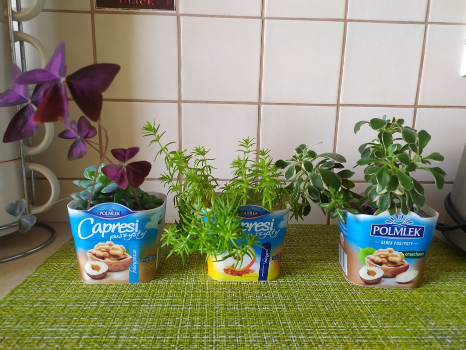 Сукуленти: еоніум, сєдум, ехеверія. Оксаліс