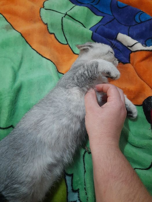 Кошеня хлопчик страйтт