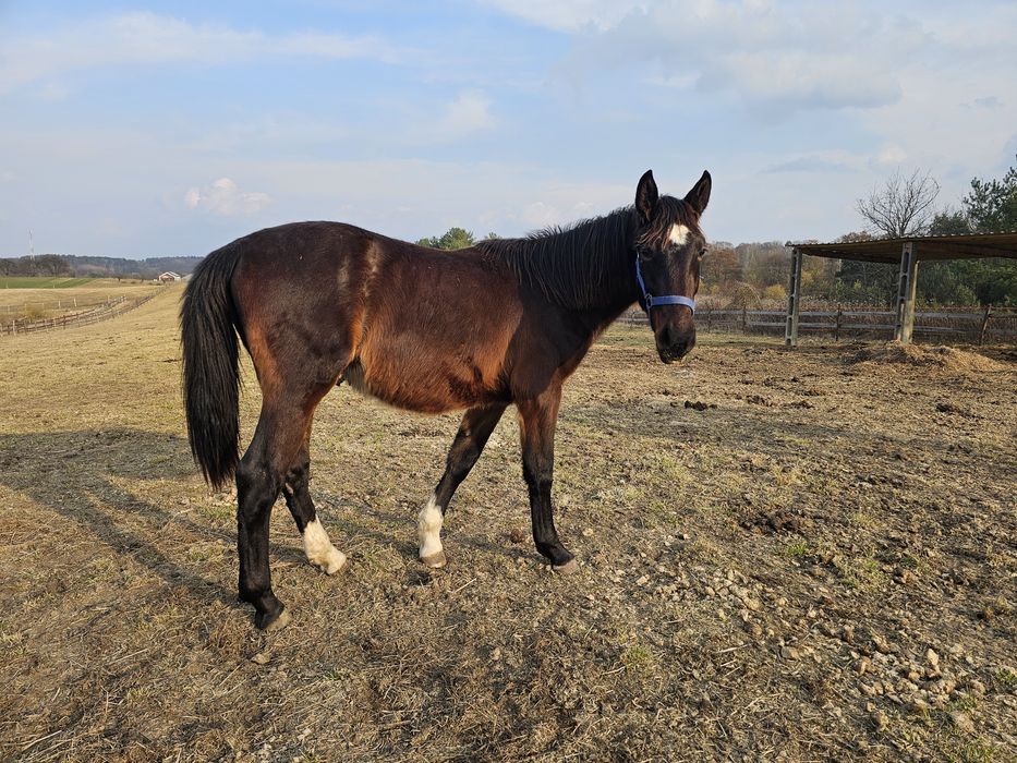 Wałach ślaski rekreacja zaprzęg