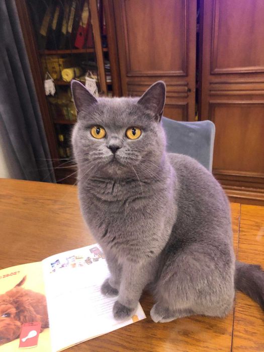 koteczka niebieska do hodowli FPL lub WCF