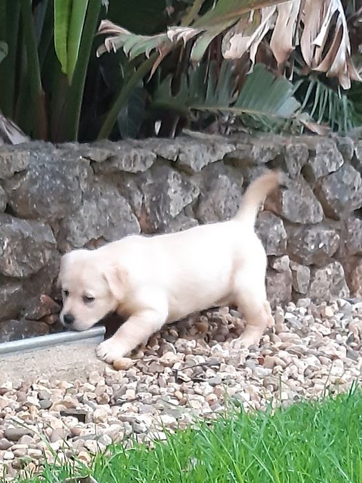 Labrador Retriever com Lop