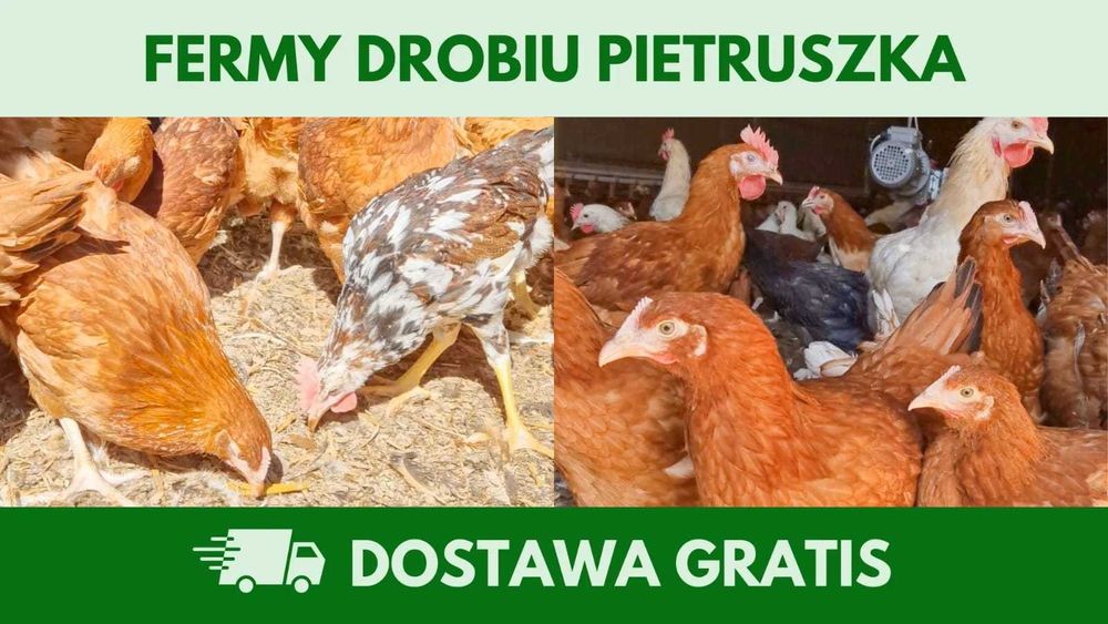 Kury nioski 12–20 tyg. | Dostawa GRATIS | Ferma Drobiu