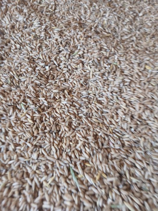 Owies bezłuskowy sprzedam