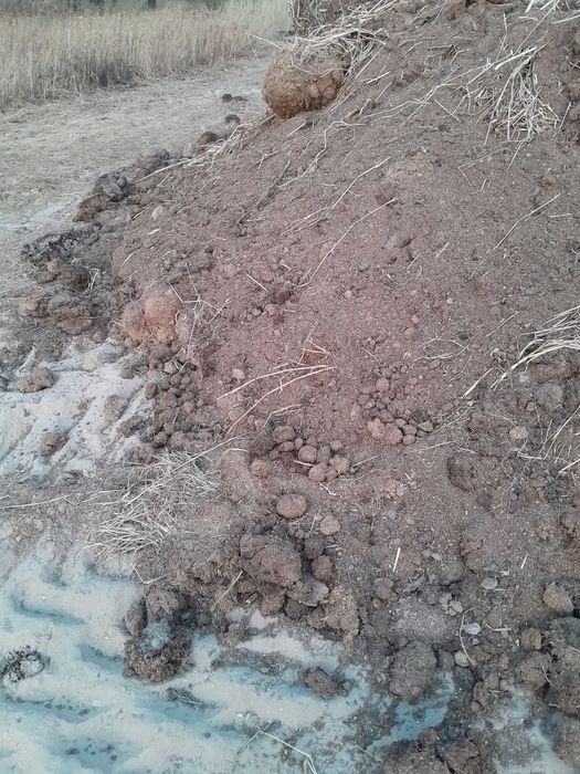 Estrume biologico de cavalos sem químicos