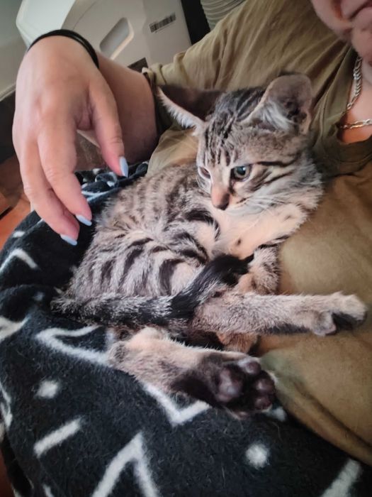 Margem sul Barreiro Gatinhos para dar procuram família