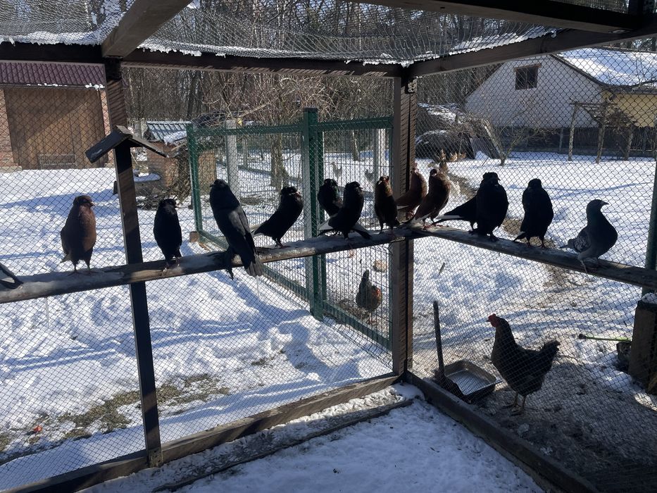 Gołebie garłacze górnośląskie  koroniaste