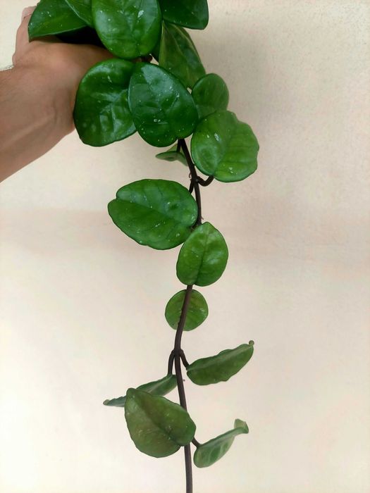 Planta Hoya Krinkle