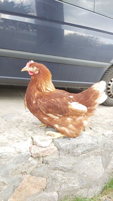 Ломан Браун,Ломан Сенді