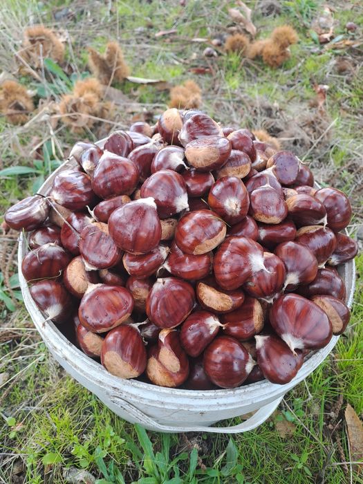 Vendo Castanhas de Qualidade