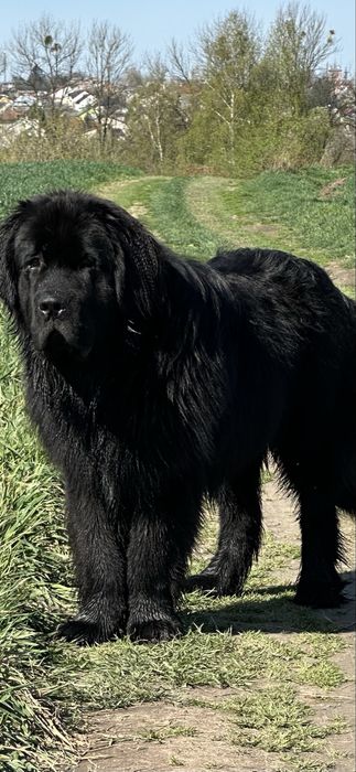 Ньюфаундленд. Шукає невесту.