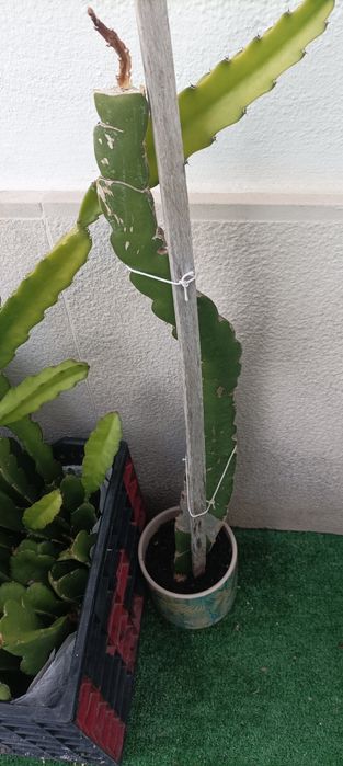 Mudas de pitaya várias variedades disponivel com Raiz