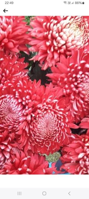 Хризантема Регалія Бордо черенок