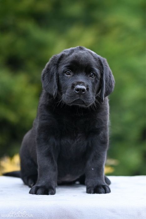 Цуценя лабрадора з розплідника