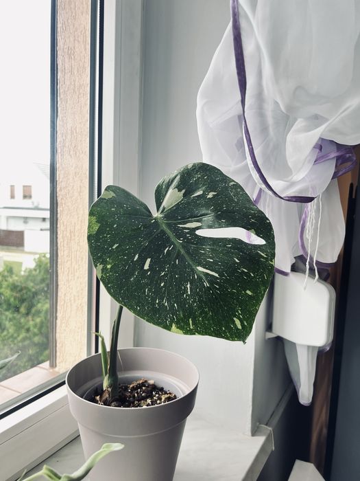 Monstera Thai Constelation