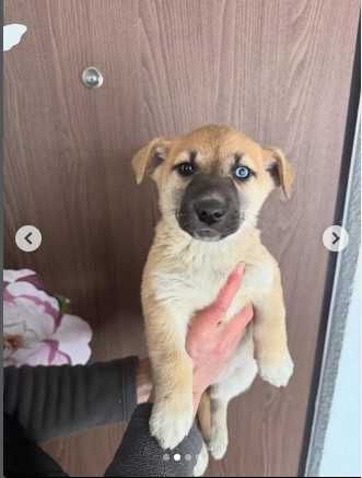 Собачка Нэнси просит о помощи.