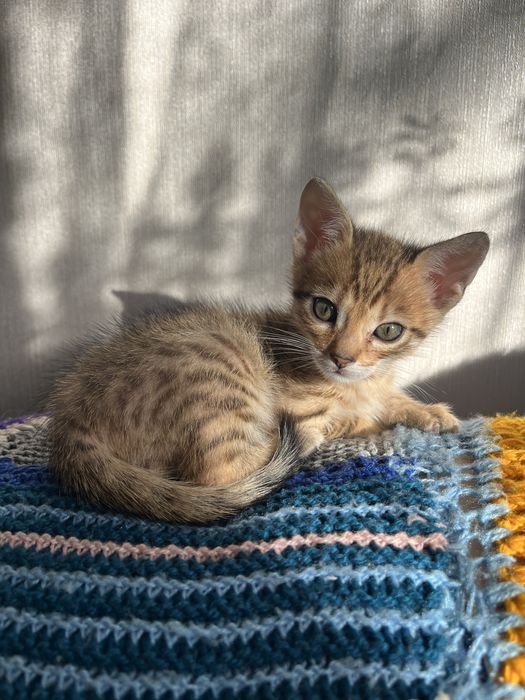 Бенгальські котенята