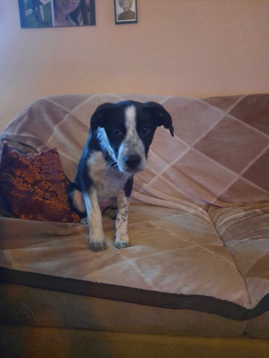 Oddam pięknego pieska