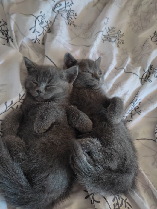 Котики шотландські