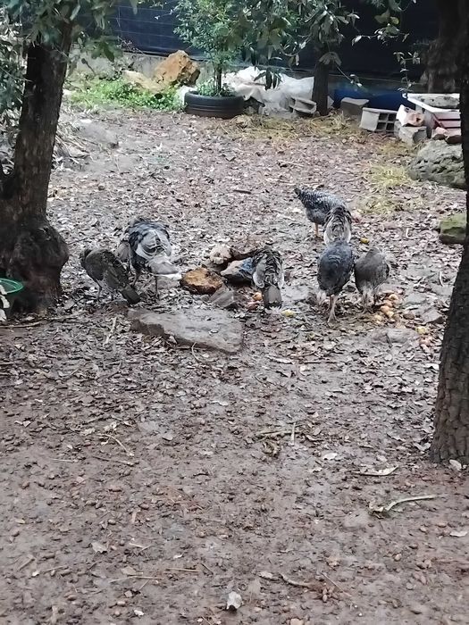 Perus machos e fêmeas  caseiros