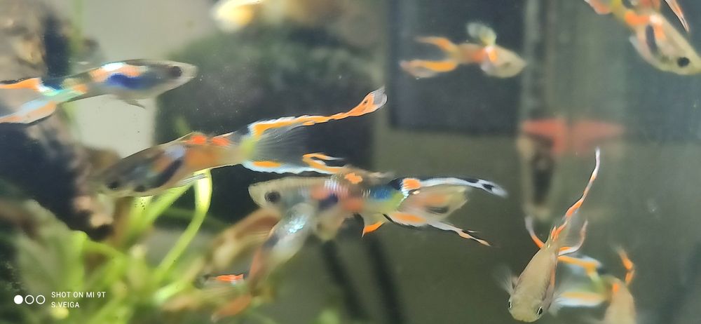 Guppy Macho Endler Hybrids Lyra Tail