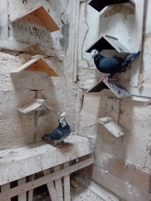 Sprzedam gołębie   I koguty  szabo młode