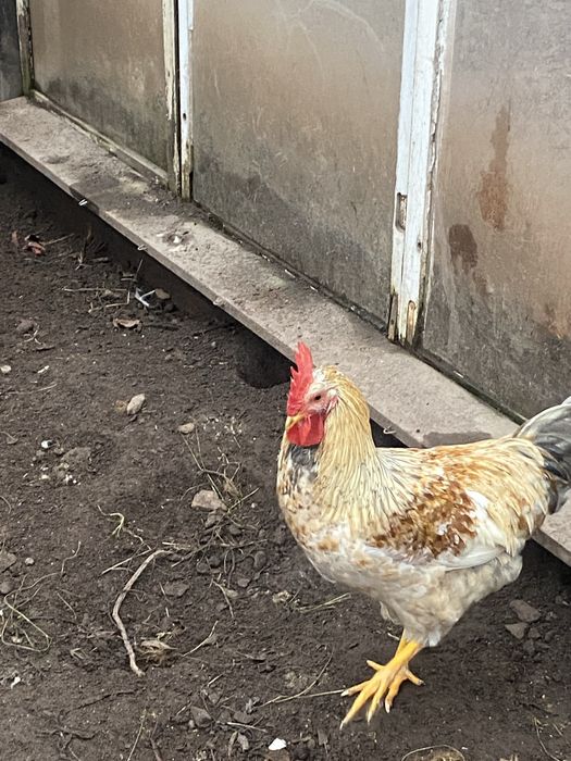 Kogut rasy Szwedzkie kwiaty młody