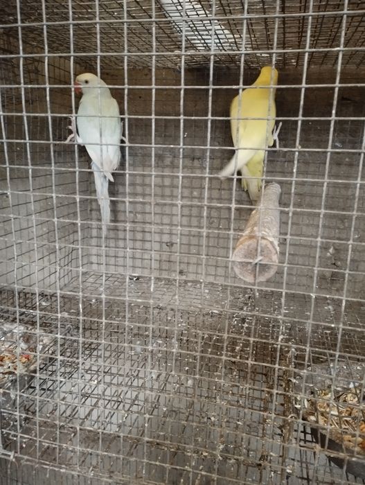 cabeça de ameixa e ring nek