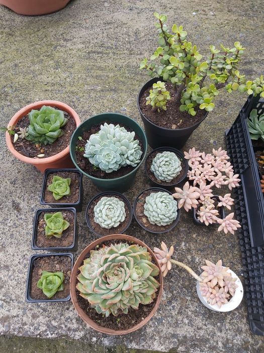 Suculentas diversas