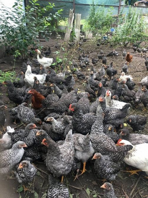 Чешський домінант,3,5 міс